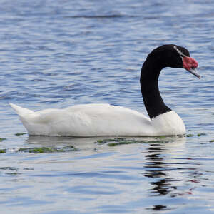 Cygne à cou noir