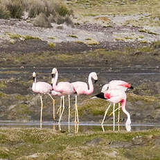 Flamant des Andes