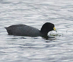 Foulque ardoisée