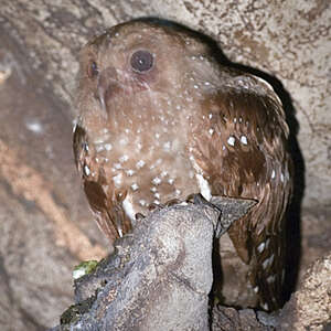 Guacharo des cavernes