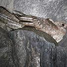 Guacharo des cavernes