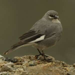 Idiopsar leucoptère