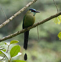 Motmot d'Équateur