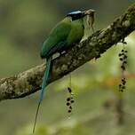 Motmot d'Équateur