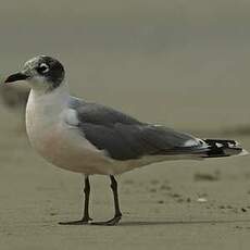 Mouette de Franklin