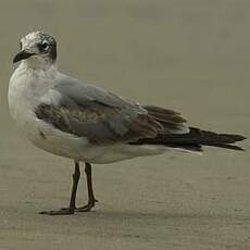 Mouette de Franklin