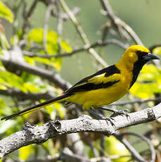 Oriole à queue jaune