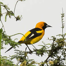 Oriole leucoptère