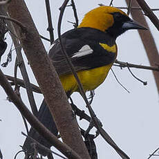 Oriole leucoptère