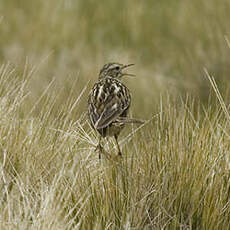 Pipit correndera