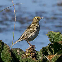 Pipit correndera