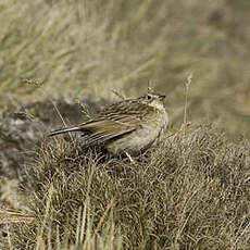 Pipit du paramo