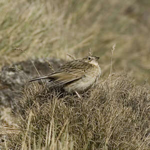 Pipit du paramo