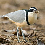 Pluvian fluviatile