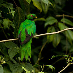 Quetzal antisien