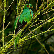 Quetzal antisien