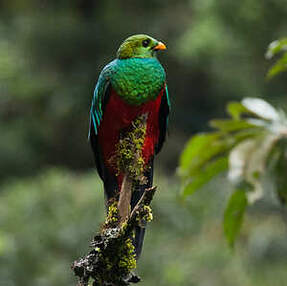 Quetzal doré