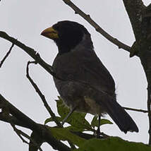 Saltator à capuchon