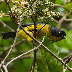 Tangara larmoyant