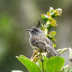 Taurillon mésange