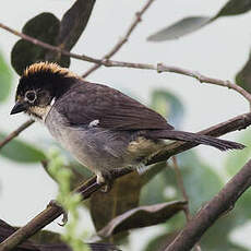 Tohi leucoptère