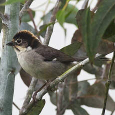 Tohi leucoptère