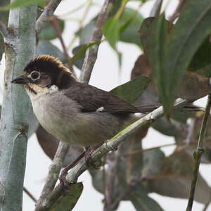 Tohi leucoptère