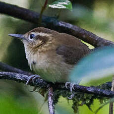 Troglodyte montagnard