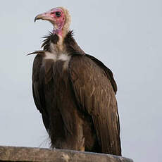 Vautour charognard