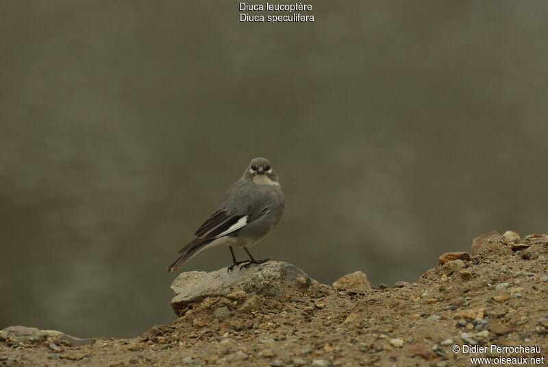 Idiopsar leucoptère