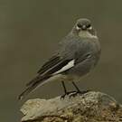Idiopsar leucoptère
