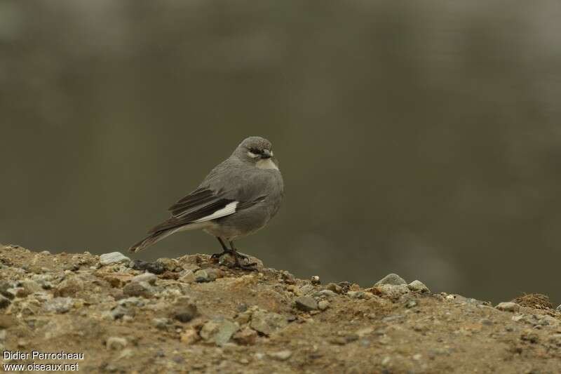 Idiopsar leucoptère adulte, identification
