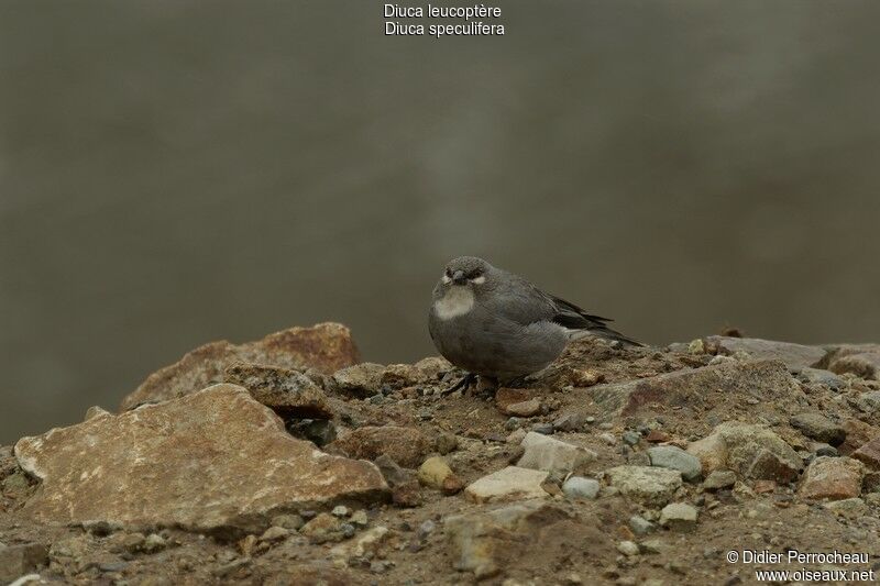 Idiopsar leucoptère