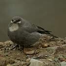 Idiopsar leucoptère