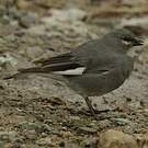 Idiopsar leucoptère