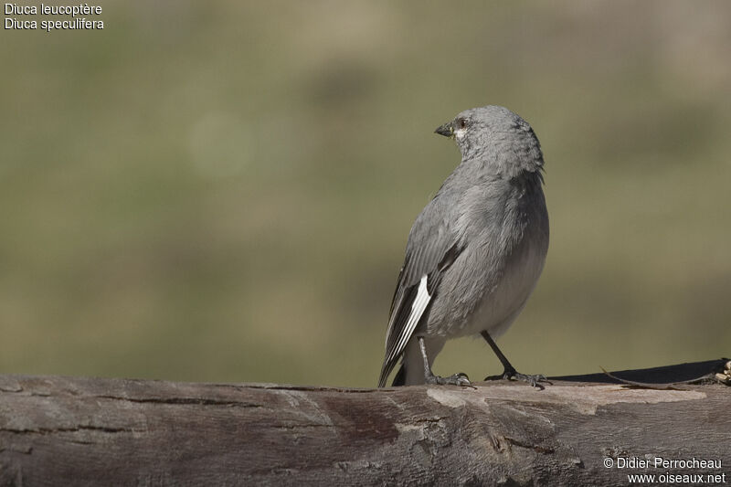 Idiopsar leucoptère