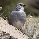 Idiopsar leucoptère