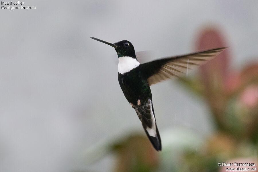 Collared Inca