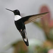 Collared Inca