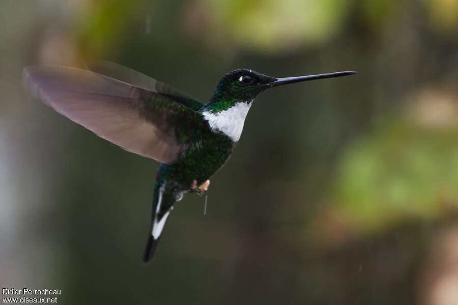 Collared Inca