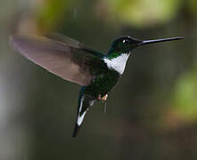 Collared Inca