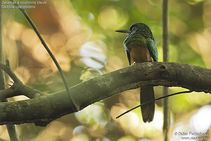 Jacamar à couronne bleue