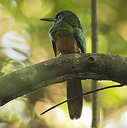 Bluish-fronted Jacamar