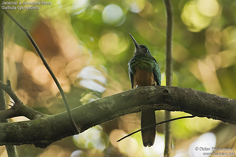 Bluish-fronted Jacamar, identification