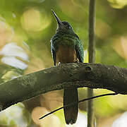 Bluish-fronted Jacamar