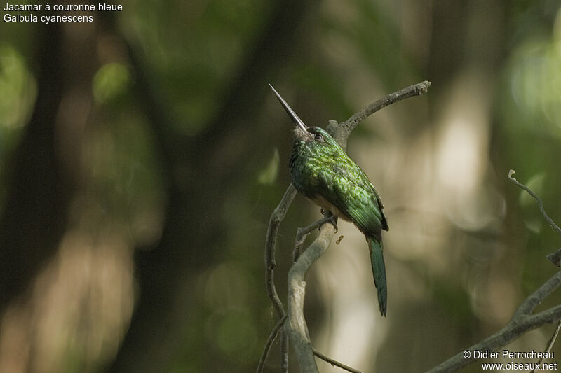 Jacamar à couronne bleue