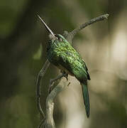 Bluish-fronted Jacamar