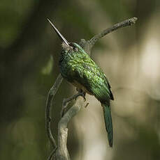 Jacamar à couronne bleue