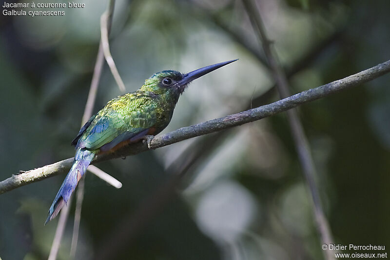 Jacamar à couronne bleueadulte, identification