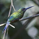 Jacamar à couronne bleue